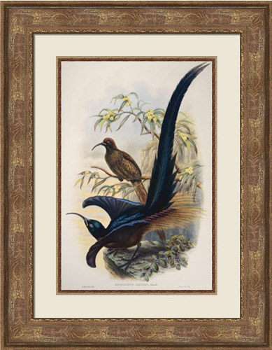 Framed Bird Print